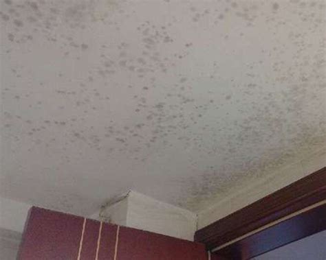 房間天花板發霉原因 假盆栽 風水